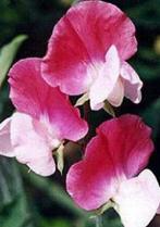 Siererwt zaden/Geurerwt zaden, in vele kleuren, Ophalen of Verzenden, Voorjaar, Volle zon, Zaad