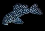 pleco zwart, Dieren en Toebehoren, Vis