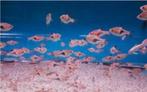Rasbora - Kegelvlekje bij Koidreams in Valburg