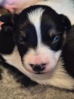 Border collie pups raszuiver, Rabiës (hondsdolheid), 8 tot 15 weken, Collie, Meerdere