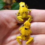 Dendrobates leucomelas 'Bolivar gold', Dieren en Toebehoren, Amfibie, 0 tot 2 jaar