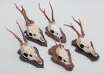 OPRUIMING : 5 x REE GEWEI op schild - deels met kaakdeeltjes, Ophalen of Verzenden, Gebruikt, Hert, Gewei of Kop