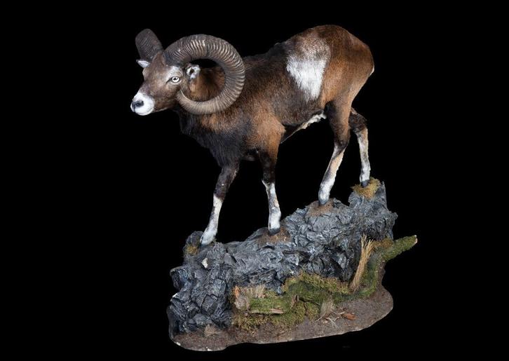 Moeflon, Verzamelen, Dierenverzamelingen, Zo goed als nieuw, Overige typen, Wild dier, Ophalen