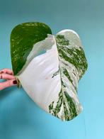 Topkwaliteit superwitte Monstera Albo Variegata stek marble, Huis en Inrichting, Kamerplanten, Ophalen, Halfschaduw, Minder dan 100 cm