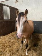 2,5 jarige valk hengst D pony, Dressuurpony, 0 tot 2 jaar, Hengst, Onbeleerd
