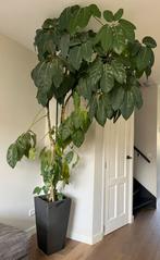 Grote kamerplant met pot, Huis en Inrichting, Kamerplanten, Ophalen, Overige soorten, Halfschaduw, In pot