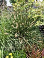 tuinplanten lampenpoetser, Tuin en Terras, Ophalen, Volle zon, Vaste plant, Siergrassen