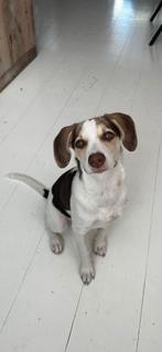 Pup 10 maanden, 15 weken tot 1 jaar, Teef, Eén hond, Nederland