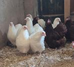 Jonge Orpington krielen kleur wit, Dieren en Toebehoren, Meerdere dieren, Kip
