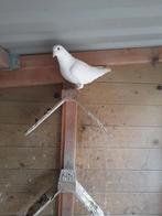 Kleurpostduiven, Dieren en Toebehoren, Meerdere dieren, Postduif