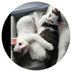 Wie heeft een mooi plekje voor onze laatste 2 kittens ?, Dieren en Toebehoren, Katten en Kittens | Overige Katten, Meerdere dieren