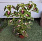 Coleus/siernetel leuke tuinplant kamerplant🌿OPHALEN, Ophalen, Zomer, Overige soorten, Halfschaduw