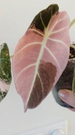 Alocasia Black Velvet Pink Variegata knolletje, Huis en Inrichting, Kamerplanten, Ophalen of Verzenden, Halfschaduw, Minder dan 100 cm