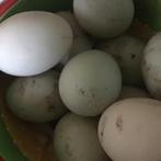 Loopeeend broedeieren, Dieren en Toebehoren, Pluimvee, Vrouwelijk, Eend