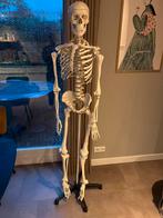 Anatomisch skelet, Diversen, Schoolbenodigdheden, Ophalen, Zo goed als nieuw