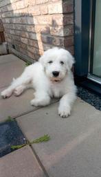 Roemeense Herder Pup – Direct Beschikbaar, Dieren en Toebehoren, Rabiës (hondsdolheid), Reu, 8 tot 15 weken, Labrador retriever