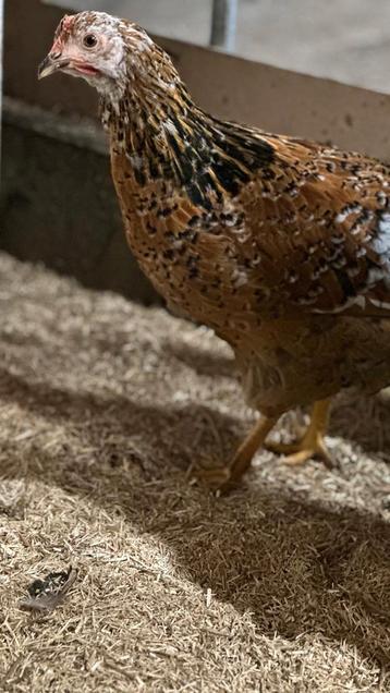 Bloemkip hen  beschikbaar voor biedingen