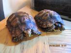 kinixys belliana nogueyi, Dieren en Toebehoren, Reptielen en Amfibieën, Schildpad, Tam, 3 tot 6 jaar