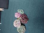 Hortensia gedroogde bloemen, Ophalen, Zo goed als nieuw, Materiaal