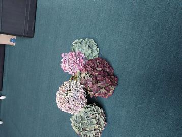 Hortensia gedroogde bloemen  beschikbaar voor biedingen