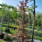 Rode beuk 250 cm lang, Tuin en Terras, Planten | Bomen, Ophalen, Overige soorten