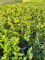 Japanse hulst p9 'ilex crenata Carolina upright', Ophalen, Hulst, Minder dan 100 cm