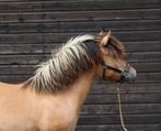 Kinderpony’s te koop (fjord x tinker), Dieren en Toebehoren, Paarden, Gechipt, Minder dan 160 cm, Niet van toepassing, Recreatiepaard