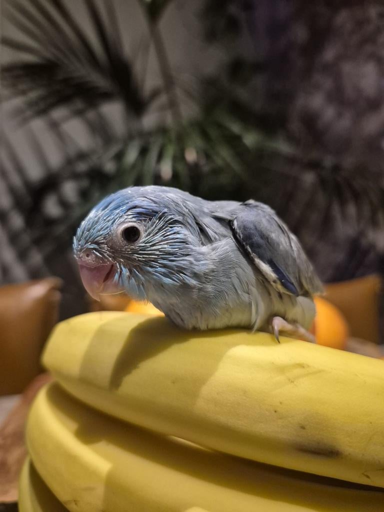 Nog 1 baby man forpus voor tam te maken., Dieren en Toebehoren, Vogels | Parkieten en Papegaaien, Dwergpapegaai of Agapornis, Mannelijk