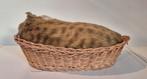 Slapende kat in mandje, Ophalen of Verzenden, Dier