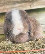 Konijn te koop, Dieren en Toebehoren, Konijnen