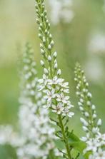 Lysimachia clethroides - Wederik, Ophalen of Verzenden, Zomer, Vaste plant, Halfschaduw