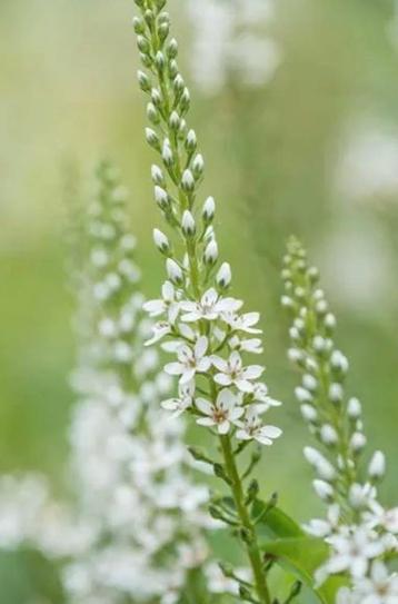 Lysimachia clethroides - Wederik beschikbaar voor biedingen