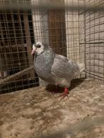 Duiven(birmingham rollers), Dieren en Toebehoren, Vogels | Duiven, Meerdere dieren, Tuimelaar of Roller