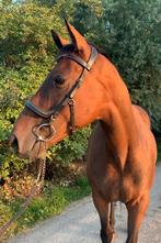 Super lieve en mega brave Epony!! Ook voor onzekere ruiter!!, Dieren en Toebehoren, Paarden, Merrie, Minder dan 160 cm, B, 3 tot 6 jaar