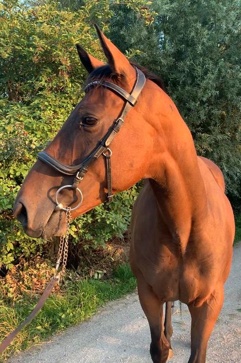 Super lieve en mega brave Epony!! Ook voor onzekere ruiter!!, Dieren en Toebehoren, Paarden, Merrie, B, Minder dan 160 cm, 3 tot 6 jaar
