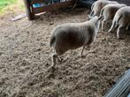 Mooi fokschaap, Dieren en Toebehoren, Schapen, Geiten en Varkens, Vrouwelijk, Schaap, 0 tot 2 jaar