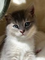 Laatse Britse Korthaar kater zoekt nog gouden mandje, Dieren en Toebehoren, Katten en Kittens | Raskatten | Korthaar, Meerdere dieren