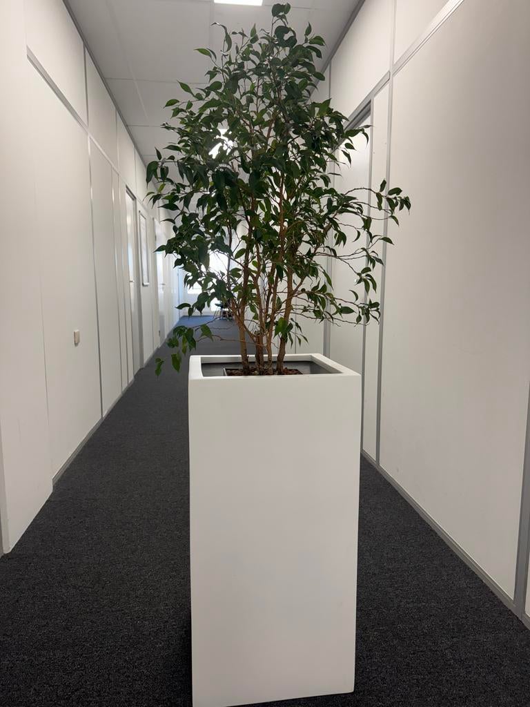 Hydrocultuur Ficus Boompje met Plantenbak, Ficus, 100 tot 150 cm, In pot, Groene kamerplant