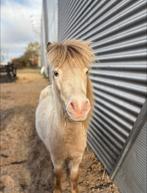 Knappe shetlander zoekt nieuw huis met vriendjes, Dieren en Toebehoren, Pony's, Ruin, A pony (tot 1.17m), Ontwormd