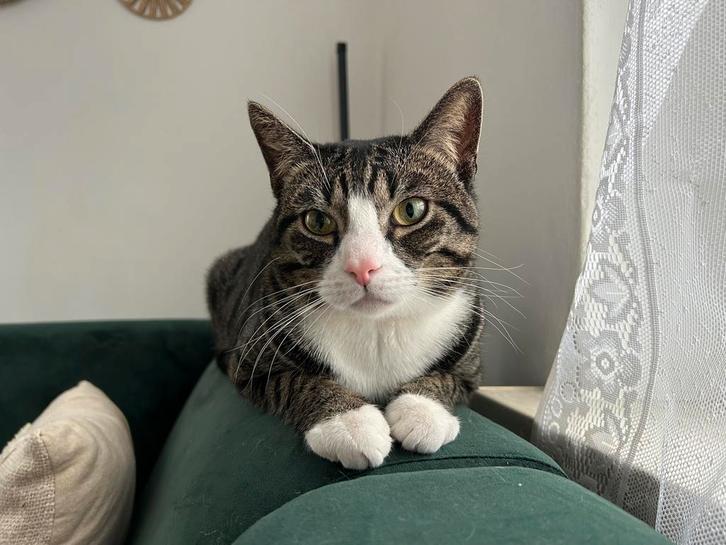 Tabby kat, 1,5 jaar oud, Dieren en Toebehoren, Katten en Kittens | Overige Katten, Kortharig, Kater, 0 tot 2 jaar