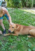 Roki vriendelijke lieve hond, Dieren en Toebehoren, Honden | Niet-rashonden, Particulier, Rabiës (hondsdolheid), Reu, 1 tot 2 jaar