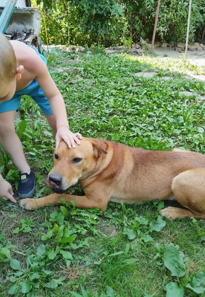 Roki vriendelijke lieve hond, Dieren en Toebehoren, Honden | Niet-rashonden, Middel, Reu, Particulier, Eén hond, Buitenland, 1 tot 2 jaar