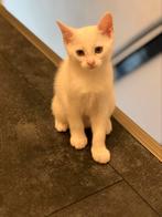 Lieve Kitten. Mag het nest verlaten, Dieren en Toebehoren, Katten en Kittens | Raskatten | Korthaar, Poes, Ontwormd, 0 tot 2 jaar