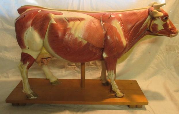 antiek anatomisch model koe met organen uitschuifbaar 21, Antiek en Kunst, Curiosa en Brocante, Ophalen