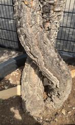 Kurkeik ( Quercus suber ) gedraaide dubbelstam te koop!!, Tuin en Terras, Planten | Bomen, Overige soorten, Zomer, 400 cm of meer