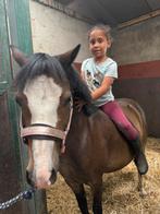 Knappe Welsh A merrie, Dieren en Toebehoren, Pony's, Merrie, Gechipt, Niet van toepassing, A pony (tot 1.17m)