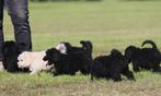 doodle klein/medium pups, Dieren en Toebehoren, Honden | Niet-rashonden, CDV (hondenziekte), 8 tot 15 weken, Meerdere, Meerdere dieren