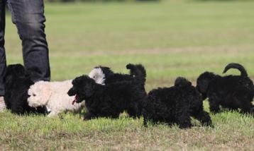 doodle klein/medium pups  beschikbaar voor biedingen
