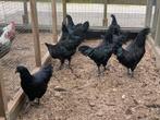 Ayam Cemani kippen., Dieren en Toebehoren, Pluimvee, Meerdere dieren, Kip
