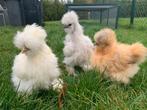 3 hennen 🐥Usa zijdehoen 12 wk geent💯% hen garantie✅, Dieren en Toebehoren, Pluimvee, Vrouwelijk, Kip